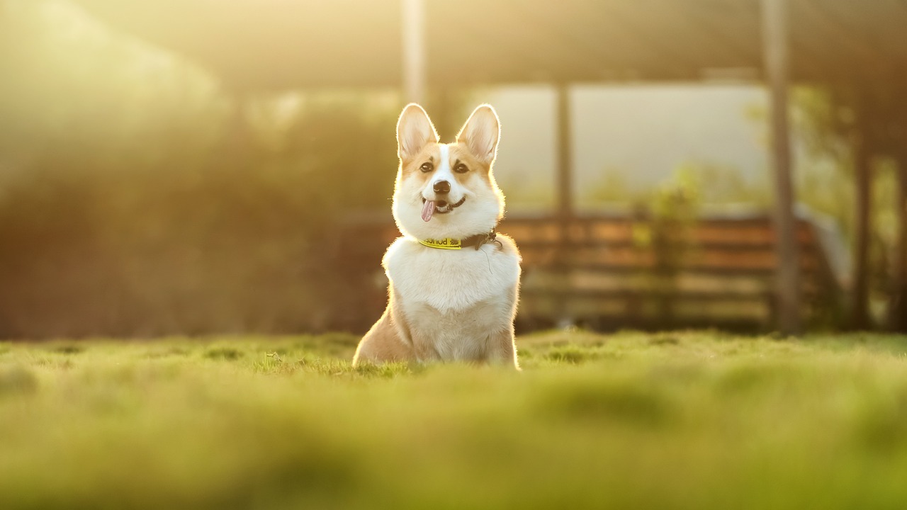 How to Train Your Dog to Accept Grooming from Strangers